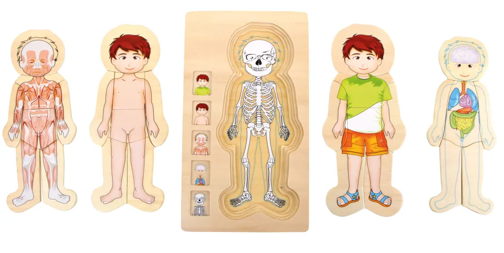 Schichtenpuzzle Anatomie Junge