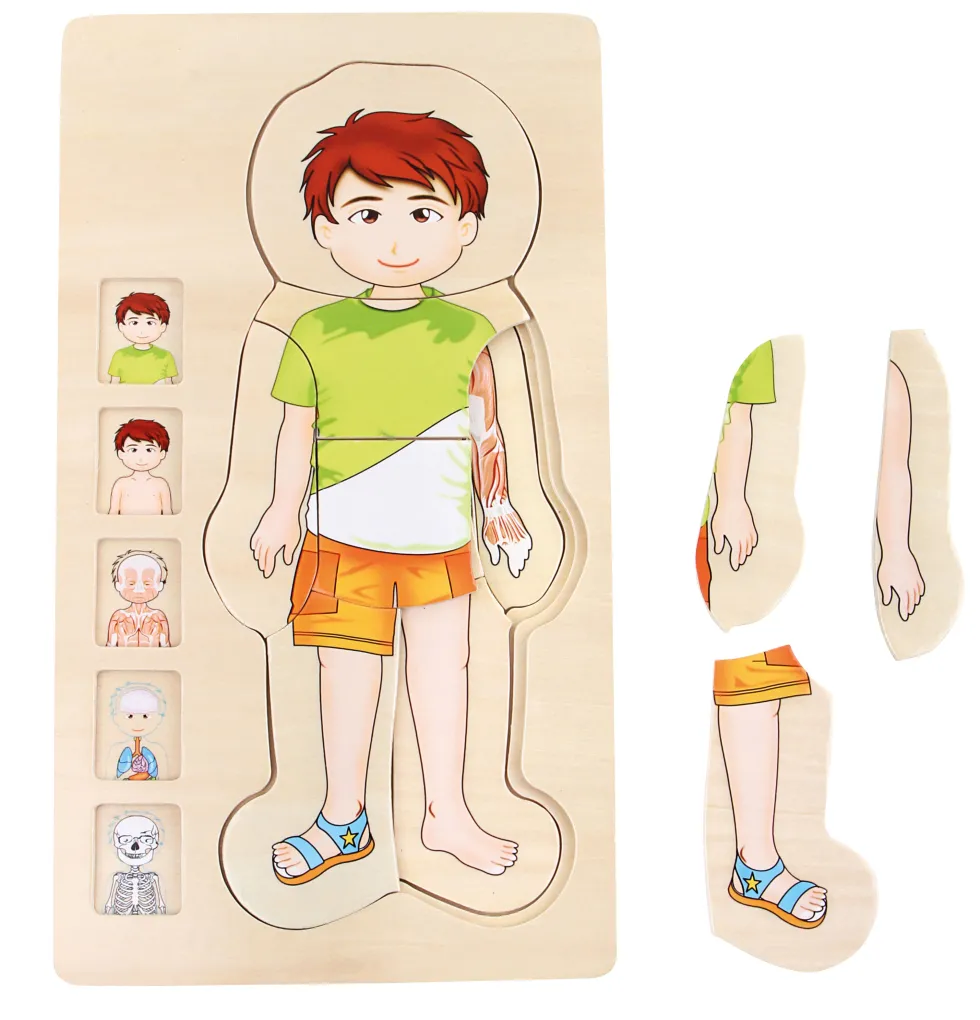 Schichtenpuzzle Anatomie Junge